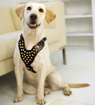 Labrador Studded Walking dog harness - Labrador harness