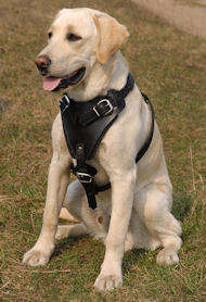 Leather Dog Harness for Labrador-(handmade leather dog harness)