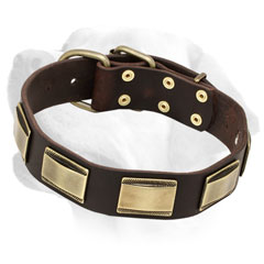 Leather Labrador Collar Decorated with Brass Plates