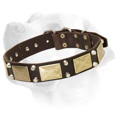 Studded Leather Collar for Labrador Walking in Style