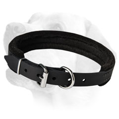 Labrador Leather Dog Collar
