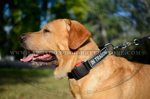 Labrador Convenient Nylon Dog Collar