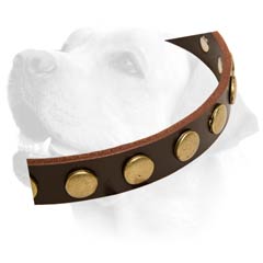 Labrador Handcrafted Leather Dog Decorative Collar
