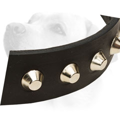 Durable leather collar with nickel     pyramids for Labrador