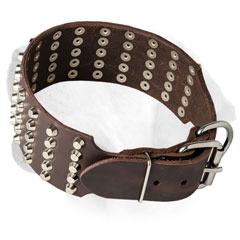 Durable leather collar for Labrador