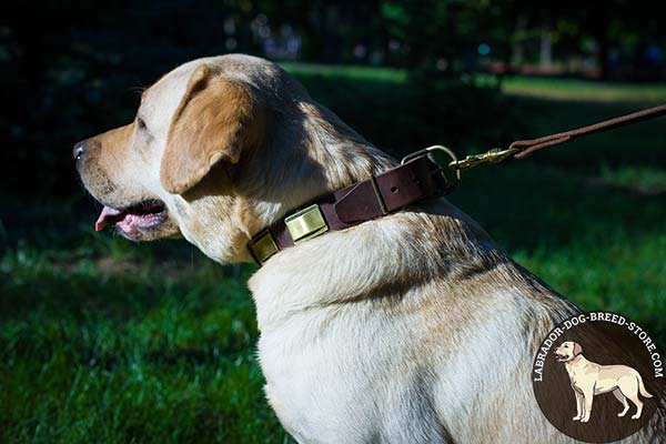 Labrador brown leather collar of classy design with plates set in row for stylish walks