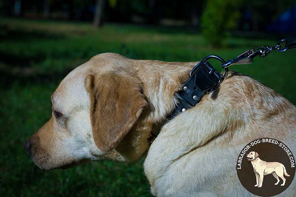 Labrador black leather collar with durable nickel plated hardware for basic training