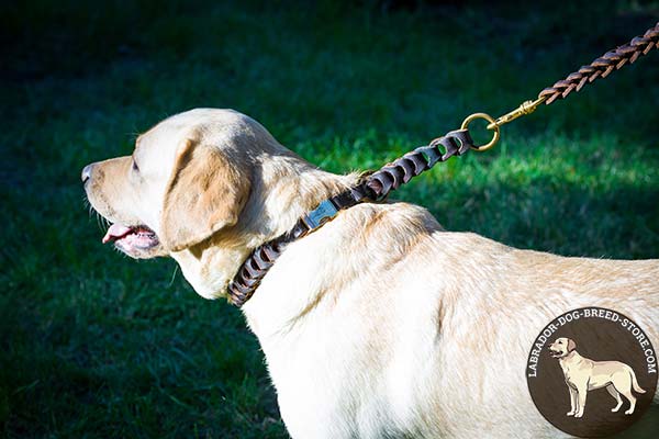 Labrador brown leather collar with rust-resistant fittings for basic training