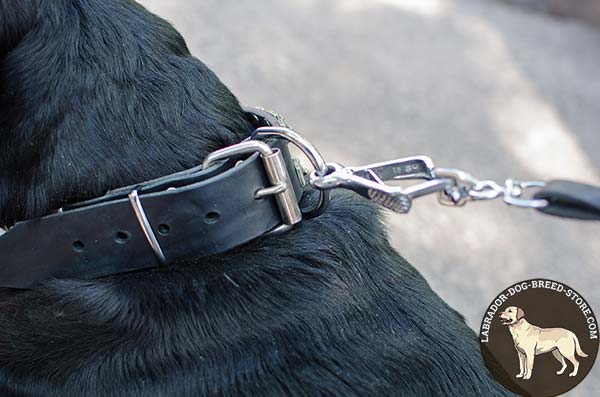 Leather Labrador Collar with Nickel Plated Hardware