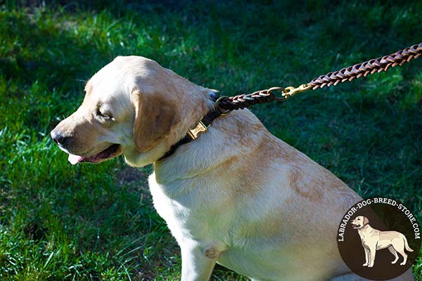 Stout Braided Leather Labrador Choke Collar for Behavior Correction