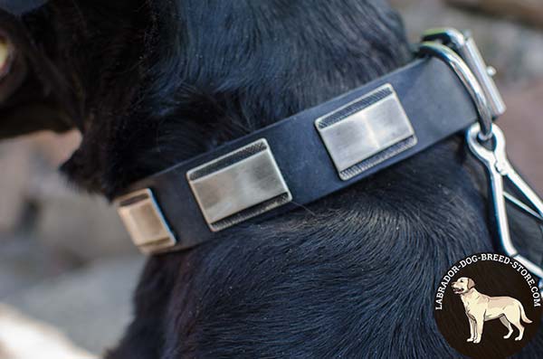 Good-Fitting Leather Labrador Collar with Large Decorative Plates