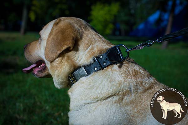 Spiked and Plated Leather Labrador Collar with Corrosion Resistant Nickel Plated Hardware