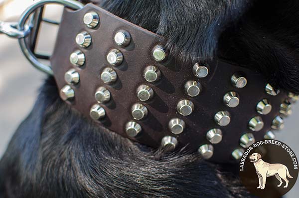 Wide Leather Labrador Collar with Nickel Plated Studs