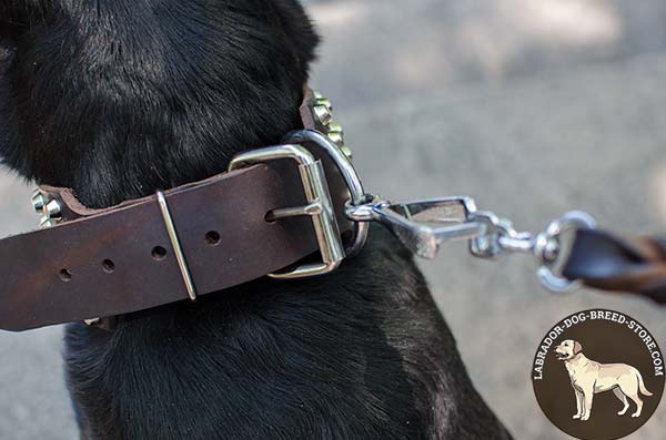 Strong Leather Labrador Collar with Standard Buckle and Nickel Plated Fittings