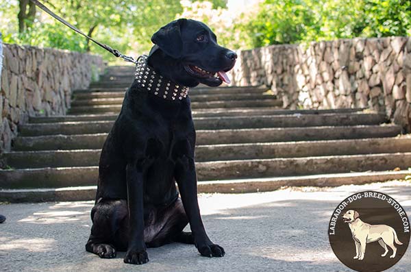 Walking Leather Labrador Collar with Stylish Studs