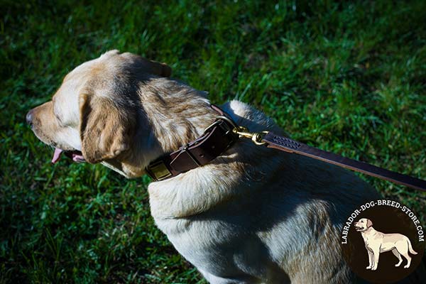Leather Labrador Collar with Rust Proof Brass Plated Fittings
