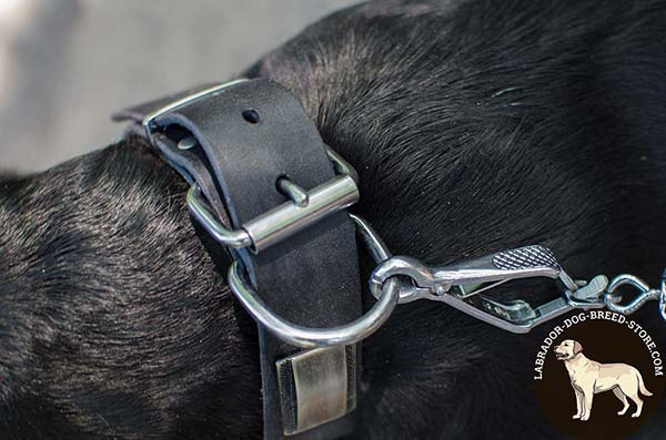 Leather Labrador Collar with Nickel Plated Fittings and Large Plates