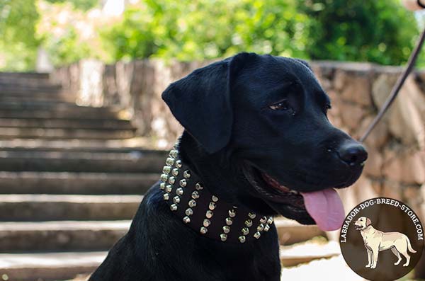 Wide Studded Leather Labrador Collar 