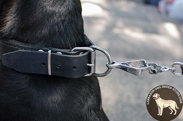 Adjustable Training Leather Labrador Collar with Nickel Plated Hardware