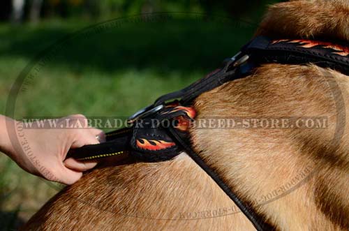 Firm Handle On Leather Labrador Harness