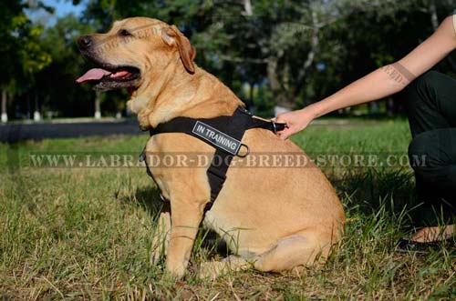 Labrador Handmade Nylon Dog Harness