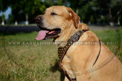 Labrador Harness Leather Durable Decorated