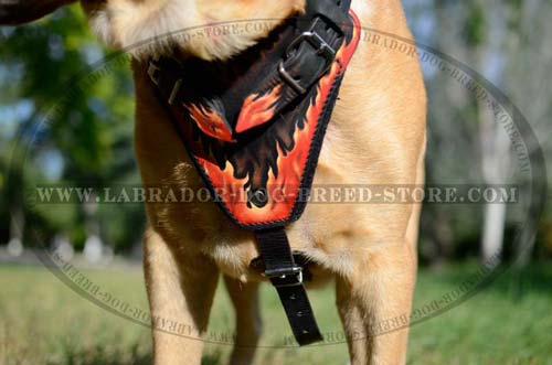 Reliable Leather Labrador Harness With Unique Design