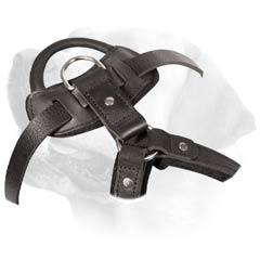 Durable Leather Buckled Harness For Labrador