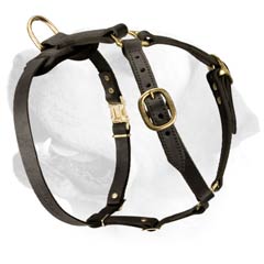 Walking Leather Harness For Labrador