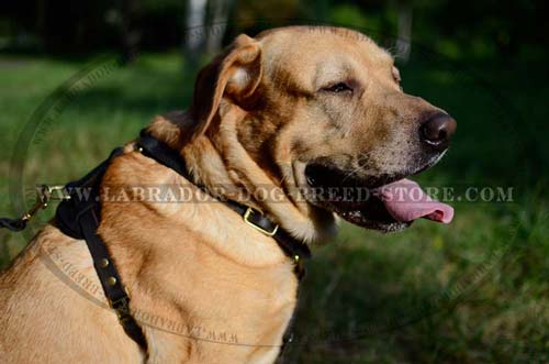 Labrador Handmade Leather Dog Harness