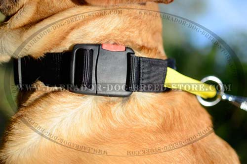 Labrador Nylon Dog Collar