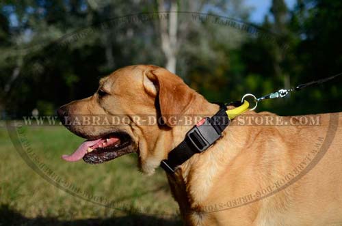Labrador Durable Nylon Dog Collar