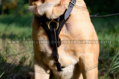 Labrador Handmade Leather Dog Harness