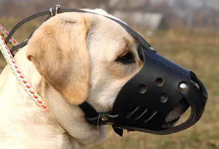 Everyday Labrador Leather dog muzzle