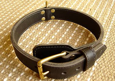 Two ply leather agitation dog collar for Labrador dog