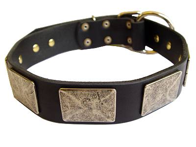 Handcrafted leather dog collar with vintage massive plates for Labrador