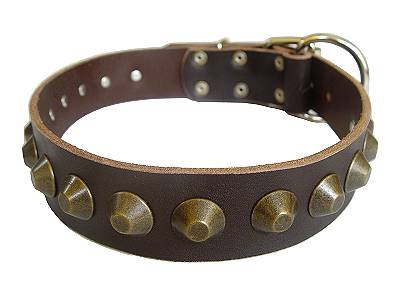 Gorgeous Wide Leather Dog Collar for Labrador