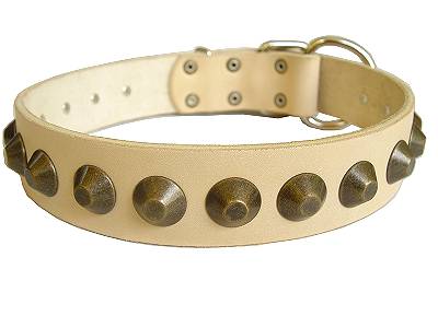 Gorgeous Wide Leather Dog Collar for Labrador