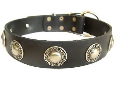 Leather dog collar with silver conchos for Labrador