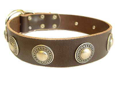 Leather dog collar with silver conchos for Labrador