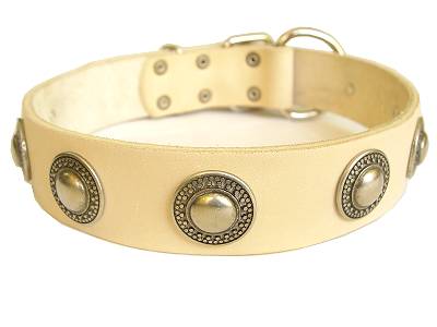 Gorgeous wide leather dog collar with silver conchos for labrador