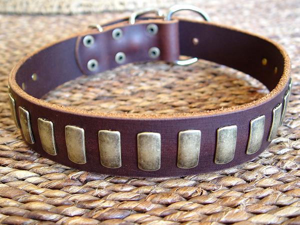 Gorgeous wide leather dog collar with plates for labrador