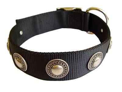 Nylon dog collar with silver conchos for labrador dog