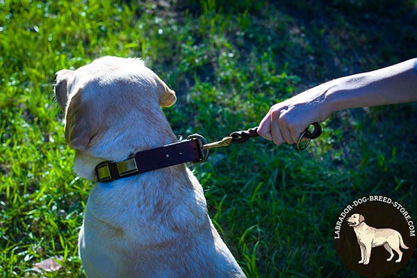 Labrador leather leash with rustless hardware for perfect control