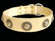Gorgeous wide leather dog collar with silver conchos