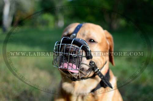 Leather Labrador Muzzle With Rustless Wire Cage