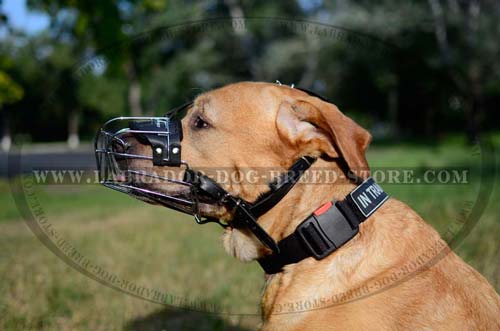 Safe Labrador Muzzle With Durable Leather Straps