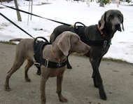 Nylon dog harness for tracking / pulling with handle Labrador