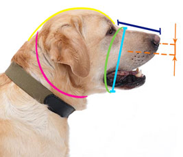 How to  measure your dog