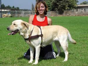 tracking walking dog harness for Labrador